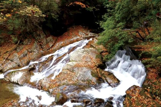 高铁直达的红叶观赏地，迎来“年度高光”！