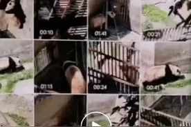 “福宝”隔离期长期被主播偷拍，通报来了！还有一个好消息……图片