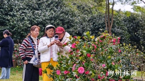 柳州市雀儿山公园四季山茶迎来花期