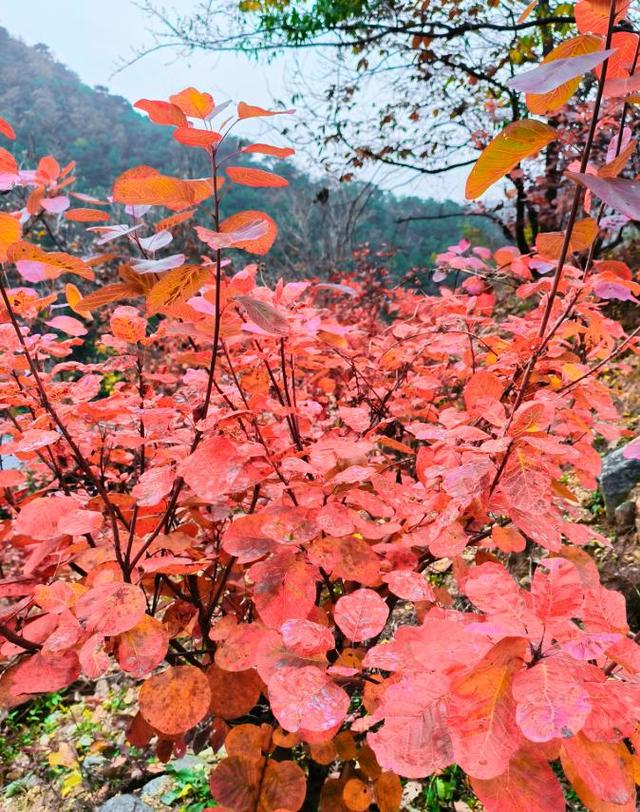调色盘已打翻，泰山西麓这场初冬色彩之约别错过