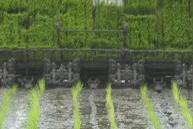 “新农人”领跑春耕，今年第一批水稻开始插秧图片