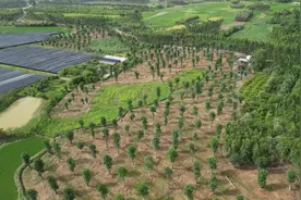 猴面包树在广东结果了，比非洲的还大！网友：好吃吗图片