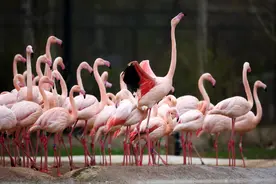 为何大多数生物需要氧气？图片