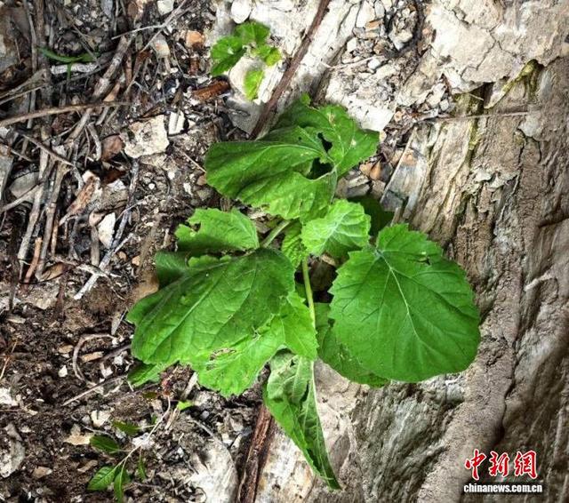 湖北堵河源发现崖白菜，系国家二级保护植物