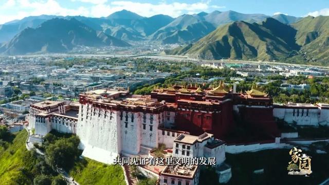 在西藏，有一棵“团结树”
