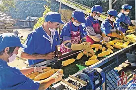 九大政策助推乡村兴农民富图片