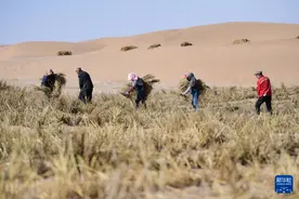 内蒙古阿拉善：三大沙漠林草锁边带“合龙”战开工图片