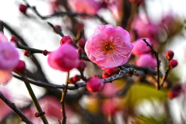快出门！今年梅花开好啦，就是这么早！