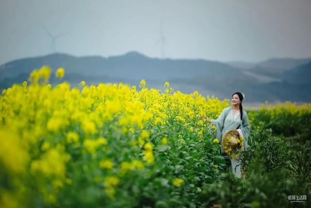 赶紧收藏！2026桂林早春赏花攻略！周末出游直接冲！