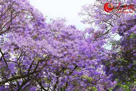 昆明蓝花楹绽放！紫色浪漫惊艳初夏图片