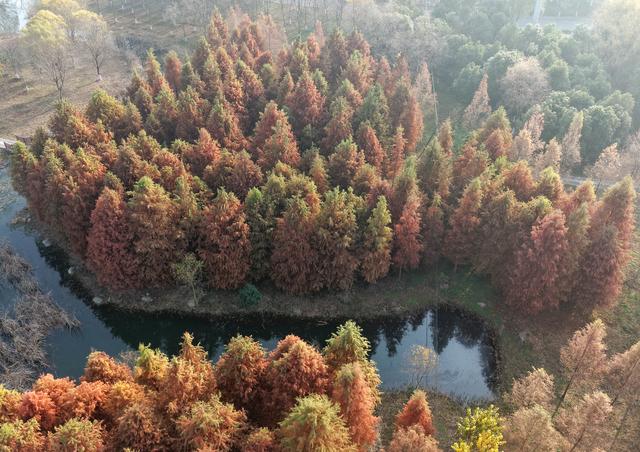巢湖百余亩红杉林宛如斑斓油画