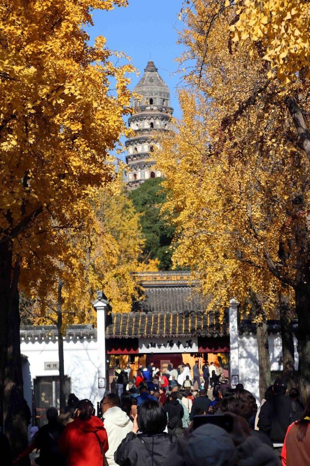 江苏：游苏州虎丘 赏金色银杏