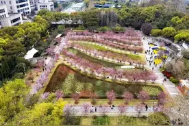 梅花、樱花、海棠陆续绽放，上海将在80座公园举办花展图片