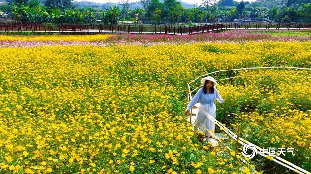 百色福禄河湿地公园：秋日花海绚烂 市民尽享浪漫时光