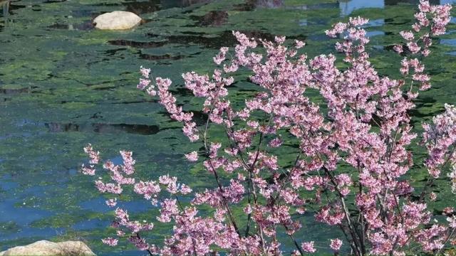 一花一瀑一云烟，庐山春意正当时