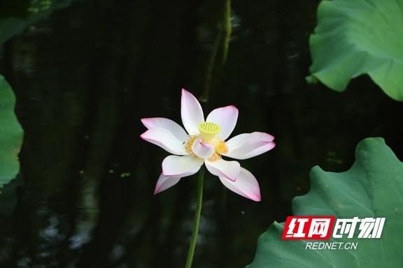 组图 | 衡阳：夏日赏荷正当时