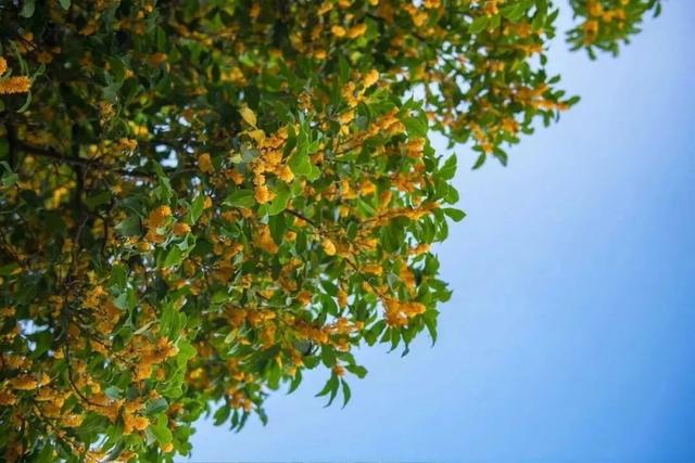 松江秋日限定：一半花海浪漫，一半园林诗意