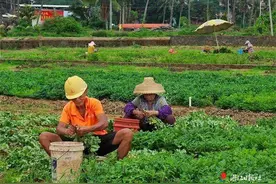 徐闻海安：花生喜丰收 田间采收忙图片