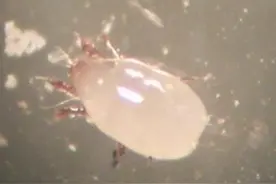 椭圆食粉螨：看不见的害虫，看得见的危害图片