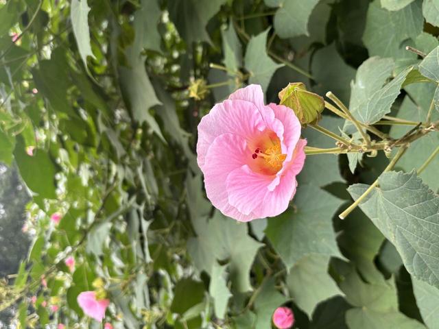 芙蓉初冬也能开，新品种花期长达180多天！芙蓉产业从成都走向更大市场