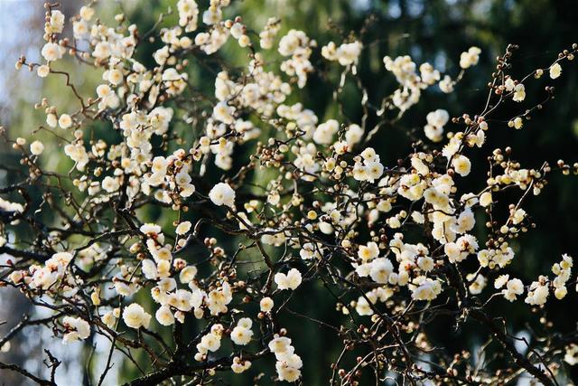 梅中顶流提前绽放，武汉东湖梅园寻“龙”正当时