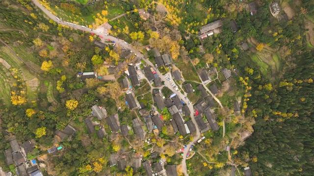 山村尽带黄金甲 古树银杏醉妥乐