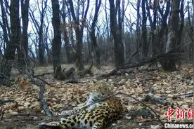 东北虎豹国家公园发现东北豹新家族图片