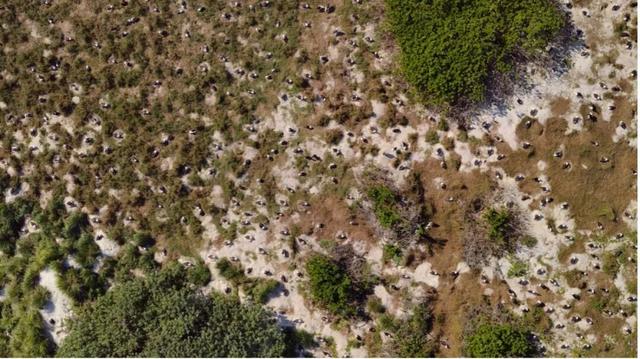 再凶的猛禽，也会怕这种“大铁鸟”