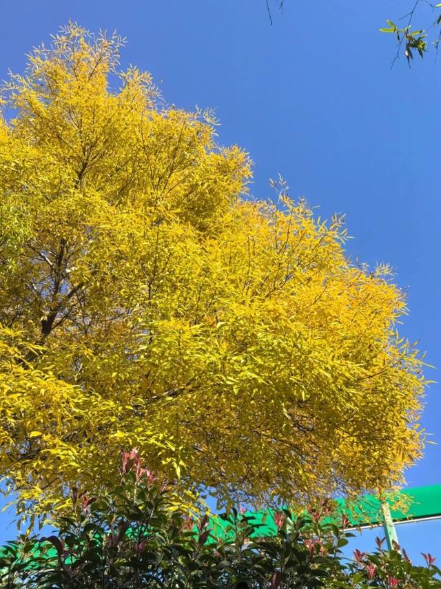 市北“拍了拍”你，抓住秋天的小尾巴