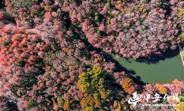 安徽巢湖：东庵森林公园山水康养秘境 绘就生态人文共荣图景