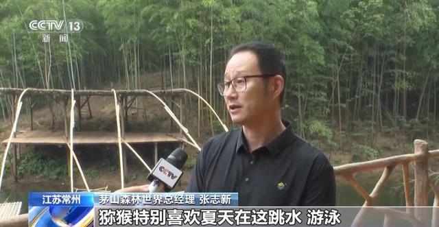 江苏一景区“月均6万元收编泼猴”引关注 “人猴冲突”如何解决？