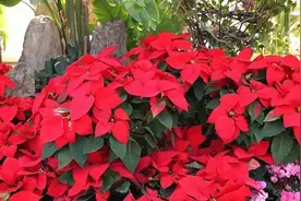 植物界中“最顶级”的一品红 为何“老来娇”？图片