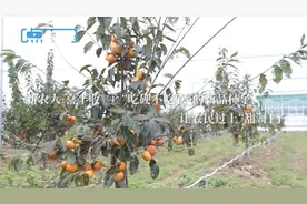 新农人·喜丰收④｜ “吃硬不吃软”的新品柿子，让农民过上“甜”日子图片