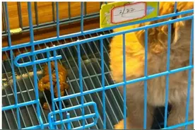 行业标准缺失、健康信息不明！售卖只凭“良心”？｜315“星期宠”调查②图片