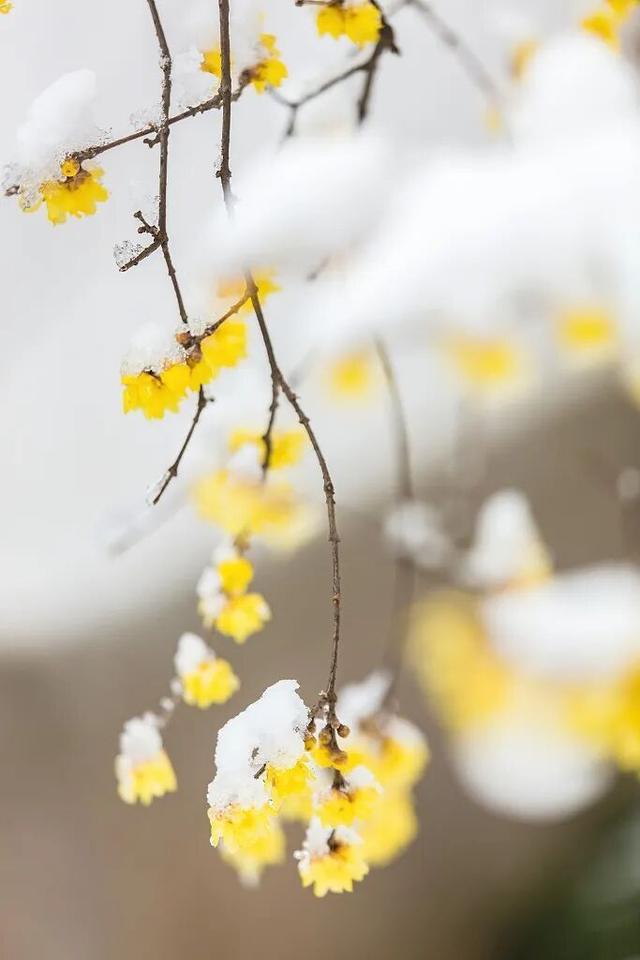 夜读丨冬至，福至，你至，美好如期而至