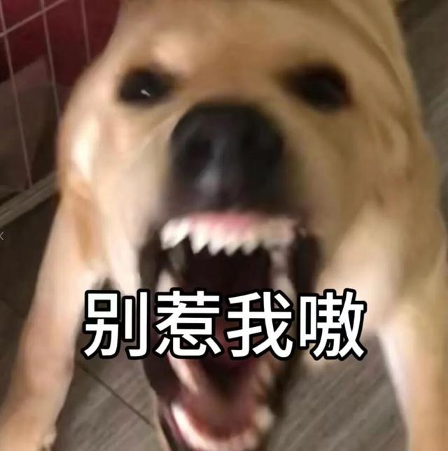 什么？狂犬病的头号元凶不是狗？最要警惕的动物竟然是它→
