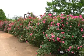 超出片！江夏万余株月季花竞相绽放图片