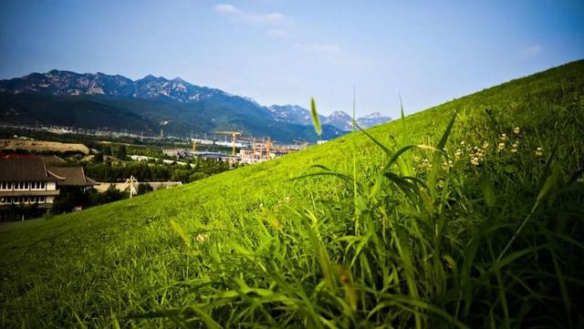 绝美出片打卡地！一棵全泰安最孤独的树，就在这里……
