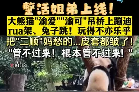 大熊猫“渝爱”“渝可”吊桥上蹦迪 “顺妈”在一旁操碎了心图片