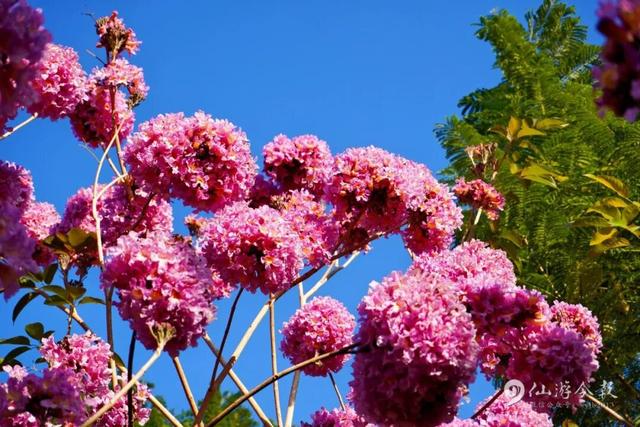 超出片！仙游这个公园，梦幻紫花风铃木盛放！