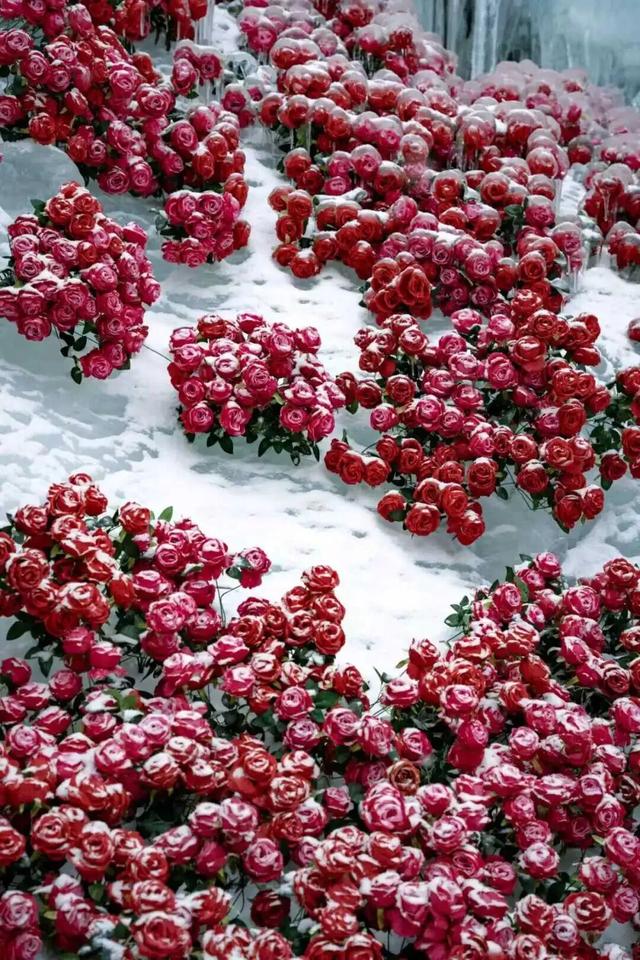 白云山今日开园！邀你共赏神仙雪景