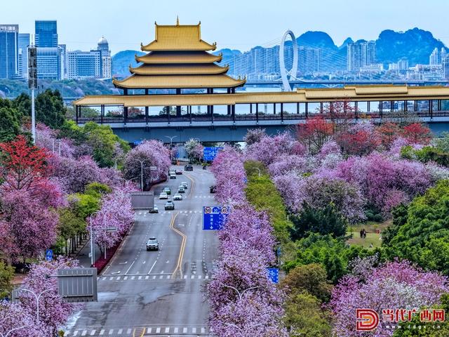 图集｜柳州：满城紫荆醉春风