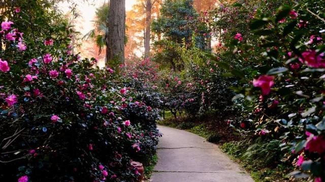 闭眼出片！武汉植物园茶梅进入最佳观赏期 这份浪漫攻略请收好
