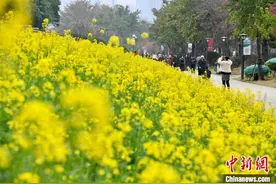 春暖花开 福州民众踏春赏花图片