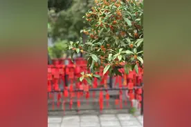 快来赏桂！泰安岱庙百桂绽放，晚开半月香更浓！图片