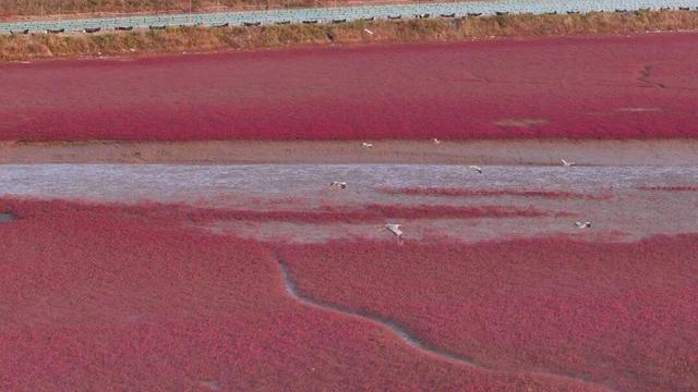 南海新区红海滩入诗入画