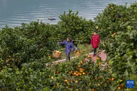 重庆：奉节脐橙陆续上市图片