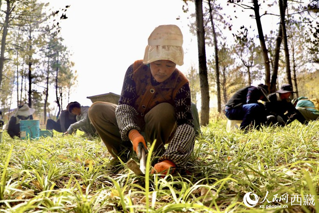 拉萨青年林卡公园——走，一起去吸氧！
