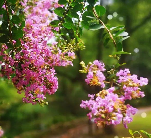 紫薇花盛放！上海这个古典园林盛夏满庭芳→
