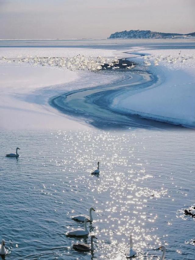 去什么北海道，冬日里的威海不是“平替”，是天花板！